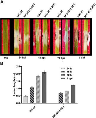 Rice-Magnaporthe transcriptomics reveals host defense activation induced by red seaweed-biostimulant in rice plants